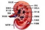 小儿迁延性肾小球肾炎
