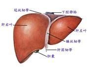 门静脉高压 门静脉高压