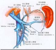 门静脉高压症 门静脉高压症
