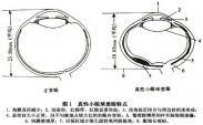 真性小眼球