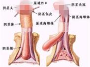 包皮龟头炎