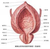 神经原性膀胱