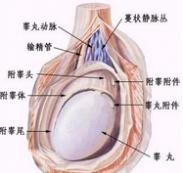 睾丸肿瘤
