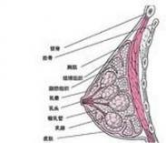 乳腺肿瘤 乳腺肿瘤
