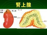肾上腺危象