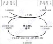 获得性维生素K依赖性凝血因子异常 获得性维生素K依赖性凝血因子异常