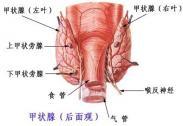 老年人甲状腺功能低下