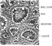 无痛性甲状腺炎