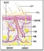 汗证