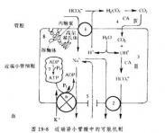 肾小管性酸中毒 肾小管性酸中毒