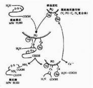 遗传性抗凝血酶Ⅲ缺乏症