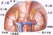 小儿缺铁性贫血