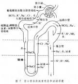 肾小管疾病