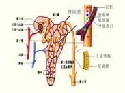 隐匿性肾小球肾炎