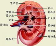 农药中毒性肾病 农药中毒性肾病
