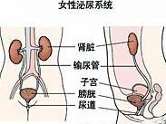 泌尿道肿瘤