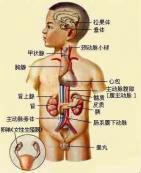 男假两性畸形