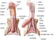 阴茎异常勃起