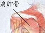 弹响肩胛 弹响肩胛