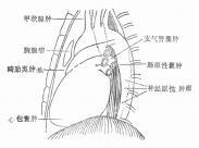 囊性肿瘤及囊肿