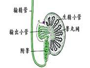 隐睾症