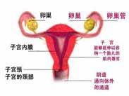 婴幼儿阴道炎 婴幼儿阴道炎